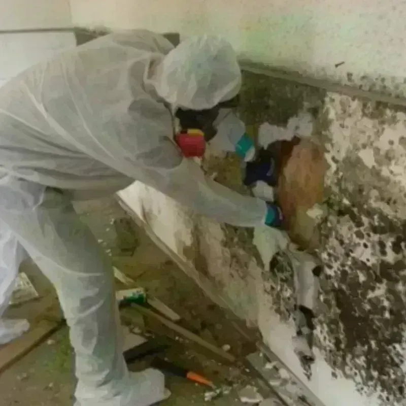 Mold Remediation and Removal in Cushing, ME